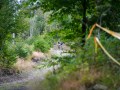 RSR26_Trailfoxy-111