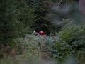 RSR26_Trailfoxy-284