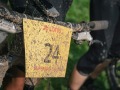RSR26_Trailfoxy-588